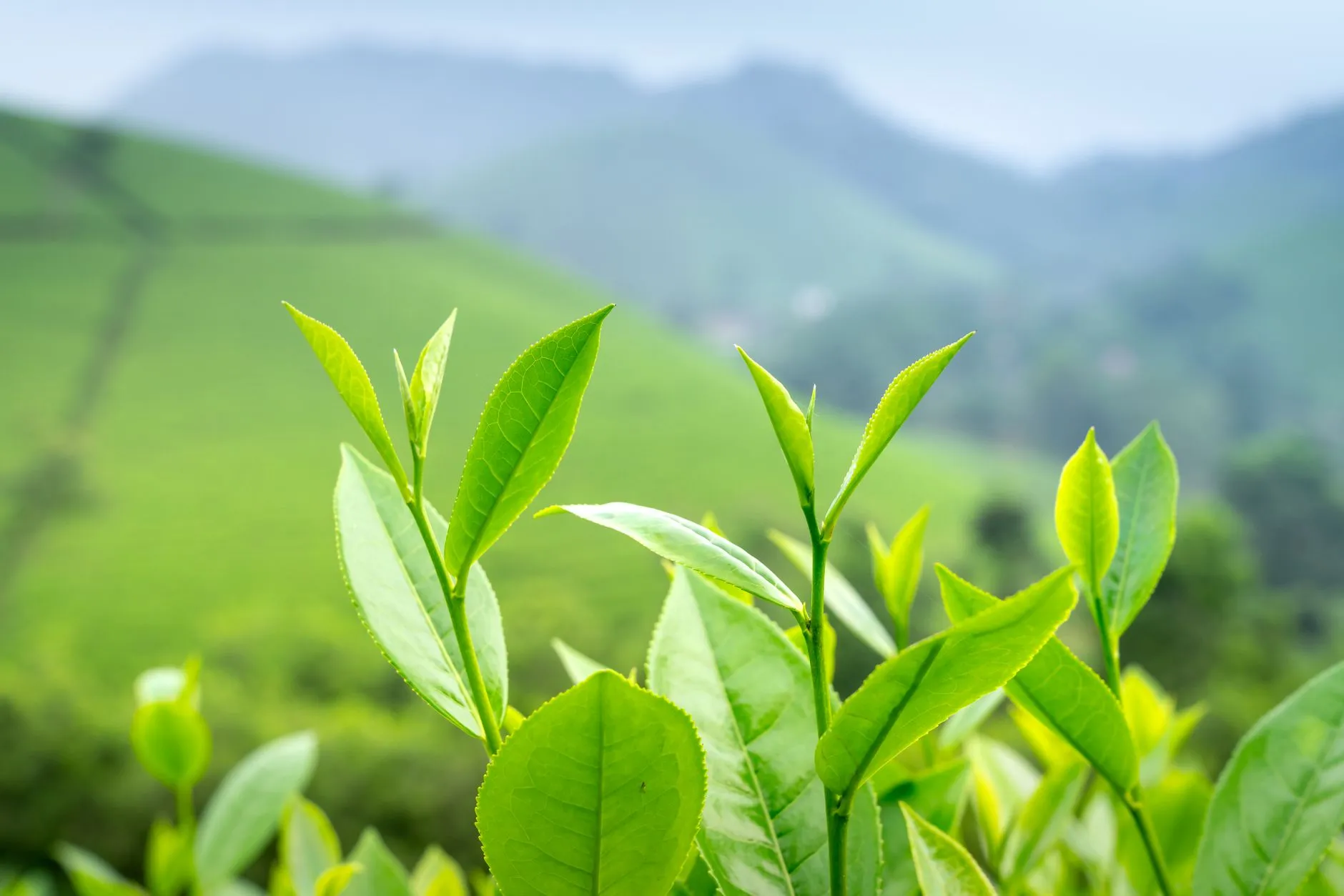 上海品牌新媒体运营全案策划:从策略到执行的完整服务流程解析